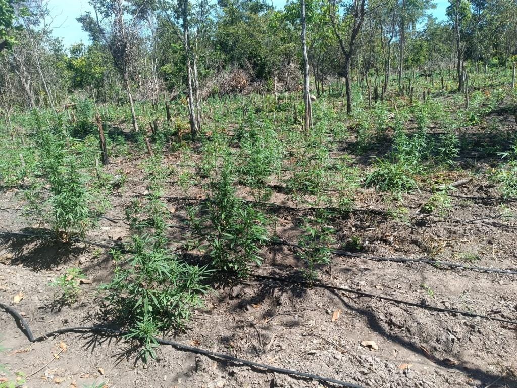 PM impede invasão de fazenda de viúva e flagra plantação com 5 mil pés de maconha em MT