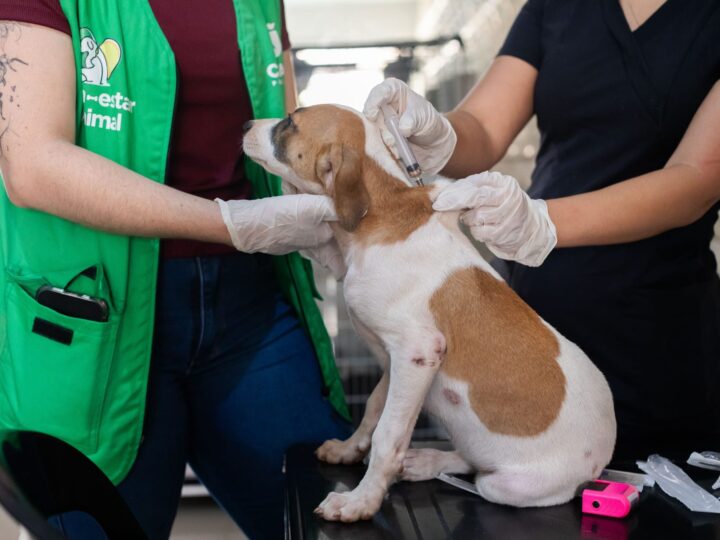 Cuiabá realiza mutirão gratuito de vacinação para cães neste sábado