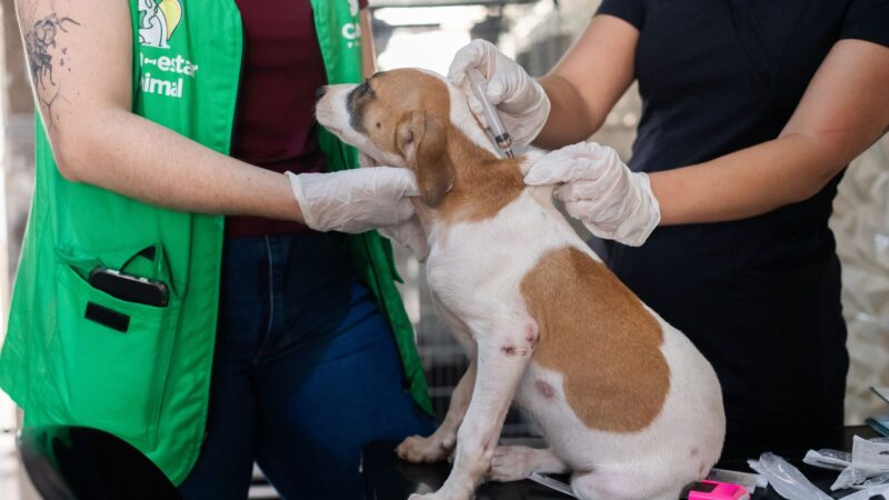 Cuiabá realiza mutirão gratuito de vacinação para cães neste sábado