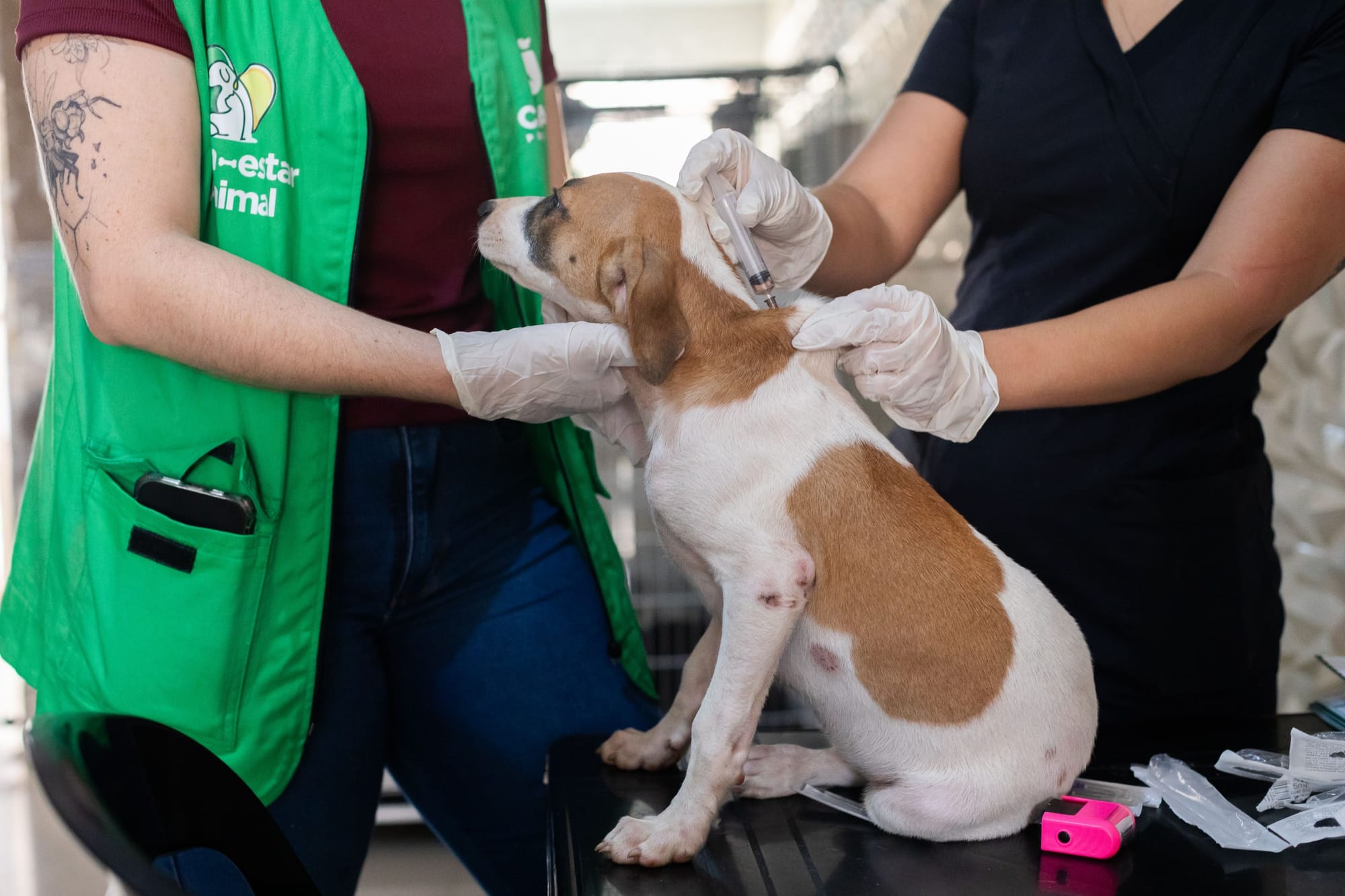 Cuiabá realiza mutirão gratuito de vacinação para cães neste sábado