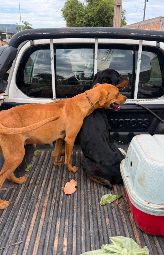 Ação conjunta resgata animais e prende dois homens suspeitos por maus-tratos