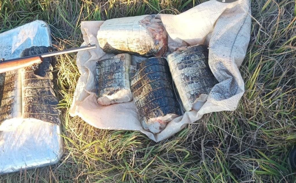 Sema apreende 22 quilos de pescado e de carne de jacaré e aplica multa de R$ 14 mil