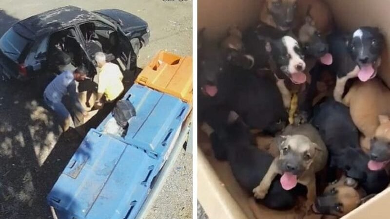 Câmeras flagram abandono de 11 filhotes de cachorro e homem acaba preso; vídeos
