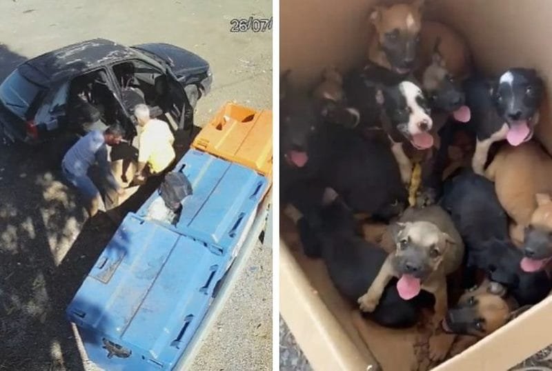 Câmeras flagram abandono de 11 filhotes de cachorro e homem acaba preso; vídeos