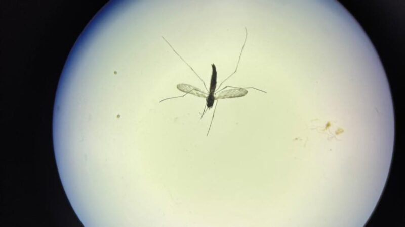 Vigilância em Saúde realiza levantamento entomológico para prevenção da malária e leishmaniose em Matupá