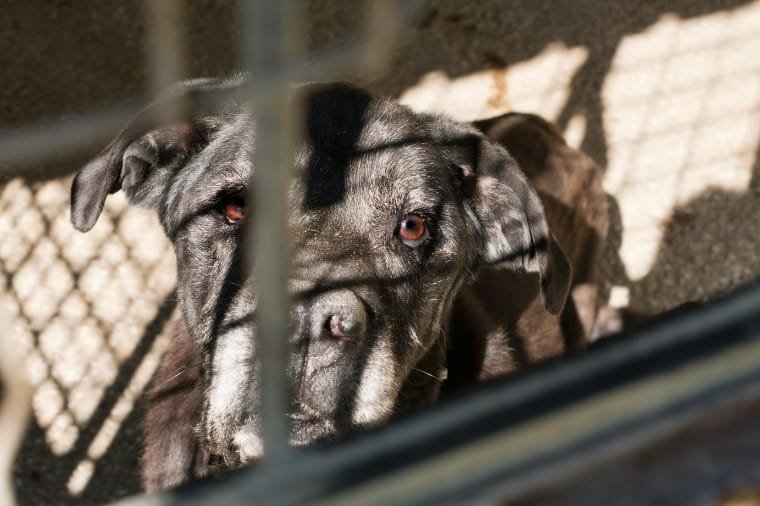 Após morte de cães, Ministério Público pede bloqueio de R$ 15 milhões do Município de Cuiabá