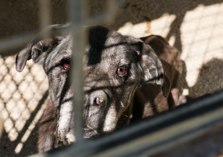 MP pede bloqueio de R$ 15 milhões do Município para garantir bem-estar animal