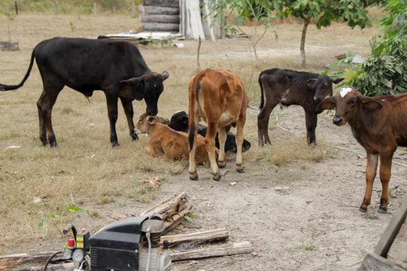Justiça impede leilão de propriedade rural de idosos avalistas de empréstimo em banco há quase 30 anos