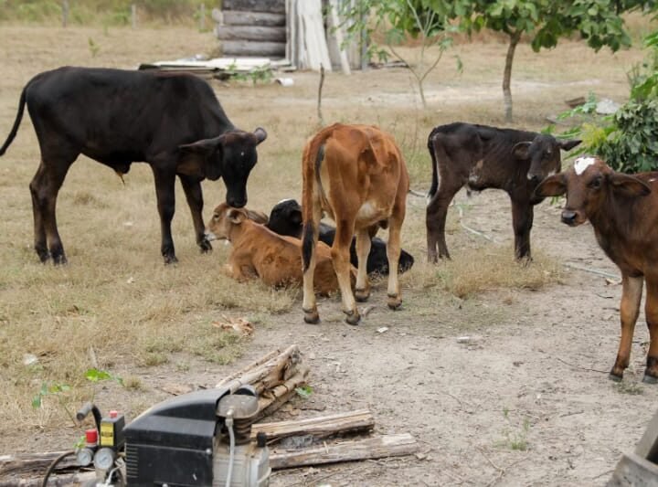 Justiça impede leilão de propriedade rural de idosos avalistas de empréstimo em banco