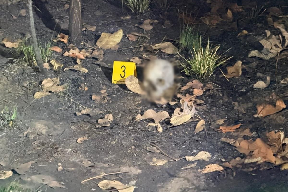 Crânio carbonizado é encontrado em área de mata em bairro de Cuiabá