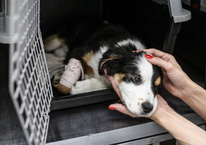 MP contesta decisão e recorre R$ 15 milhões das contas de Cuiabá para bem-estar animal