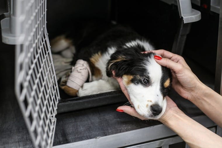 MP contesta decisão e recorre R$ 15 milhões das contas de Cuiabá para bem-estar animal