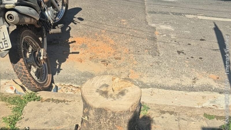 Prefeitura multa proprietário por corte irregular de árvores em Cuiabá