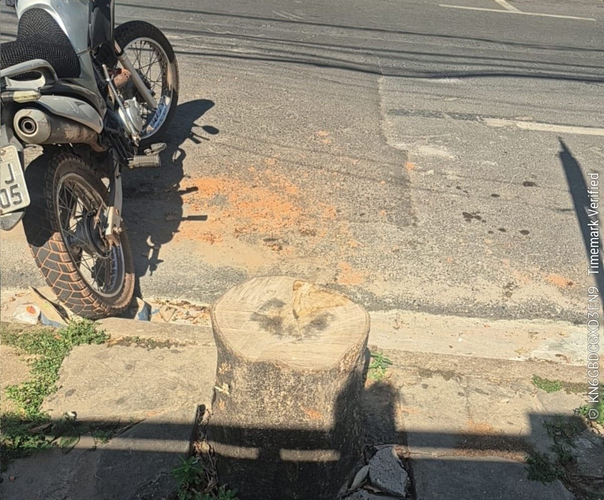 Prefeitura multa proprietário por corte irregular de árvores em Cuiabá