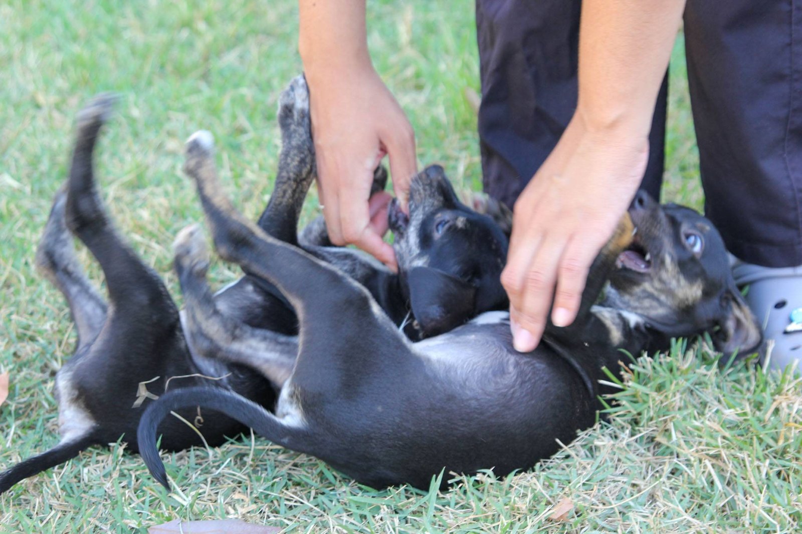 Centro de Zoonozes está com filhotes de cães, gatas e cães adultos para doação