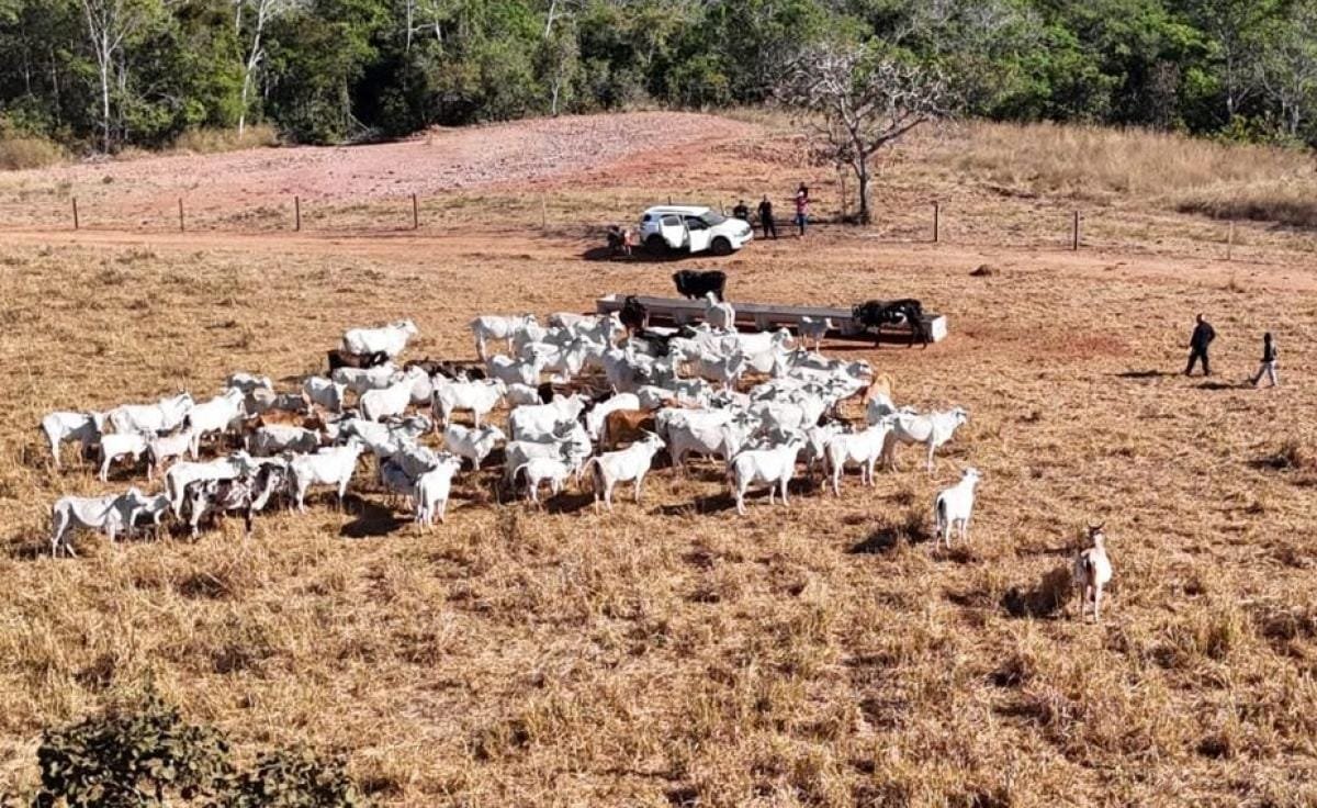 Rebanho de 120 cabeças de gado sem nota e com remarcações é apreendido