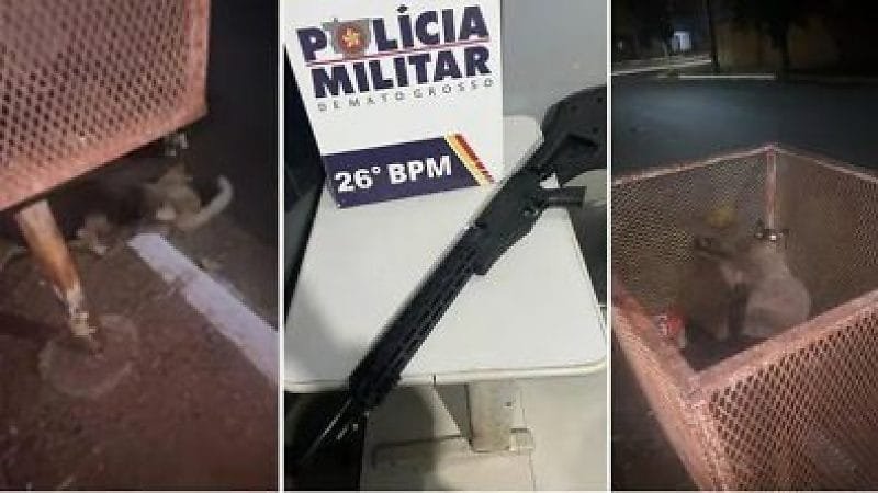 Homem é preso após ser flagrado atirando em gatos com arma de airsoft; veja vídeo