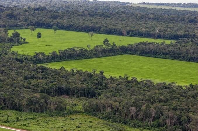 MT e mais dois estados são condenados em R$ 893 milhões por devastações na Amazônia