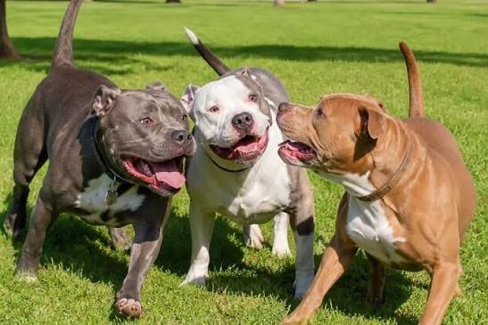 Tribunal aumenta indenização a mulher atacada por três cães da raça pitbull durante passeio