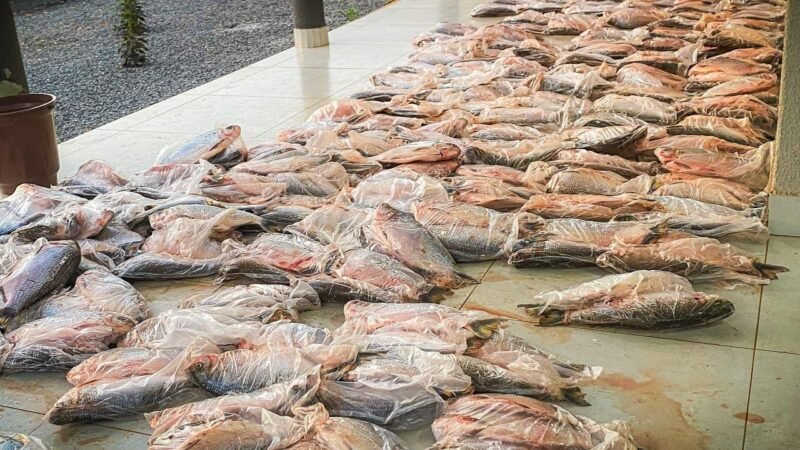 Dupla é presa em flagrante com 1 tonelada de matrinchã e multada em R$ 105 mil em MT