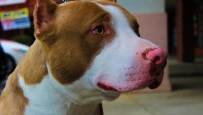 Dono de Pitbull é condenado a indenizar tutora após ataque a outro cão em Mato Grosso