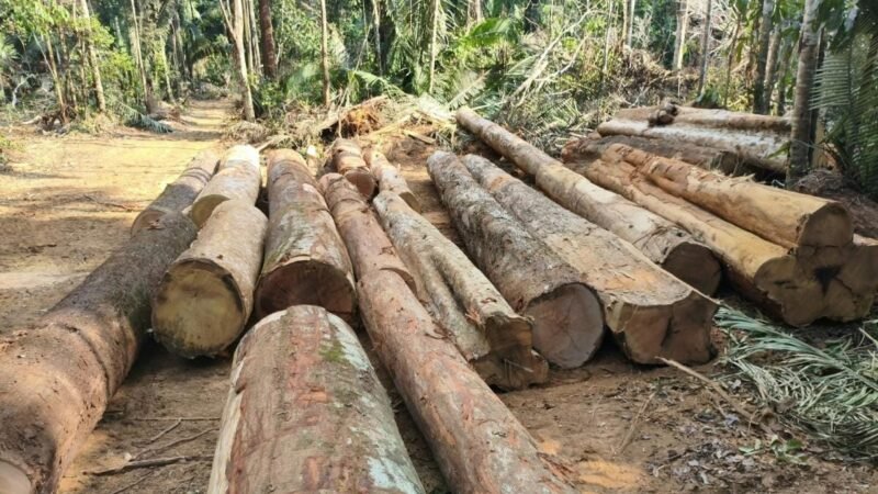 PM acha área de desmatamento irregular e apreende mais de 100 toras de madeira