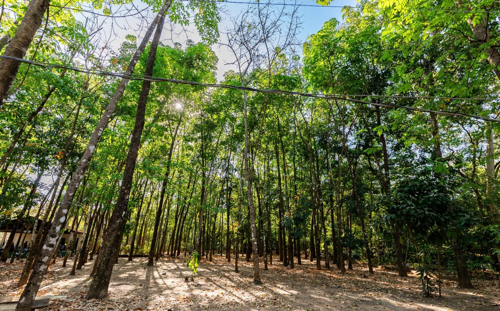 Av. Beira Rio ganha 200 mudas no início do novo plano de arborização de Cuiabá
