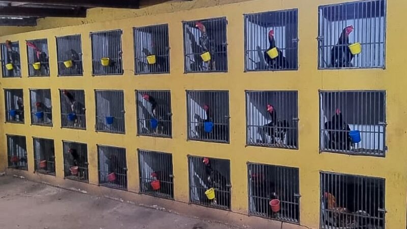Guarda Municipal detém três suspeitos após denúncia de rinha de galos em Várzea Grande