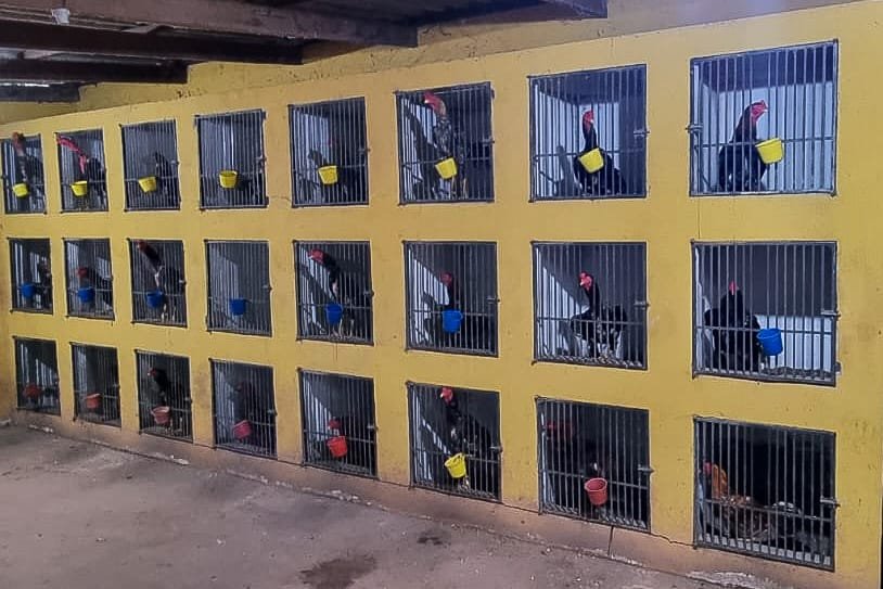 Guarda Municipal detém três suspeitos após denúncia de rinha de galos em Várzea Grande