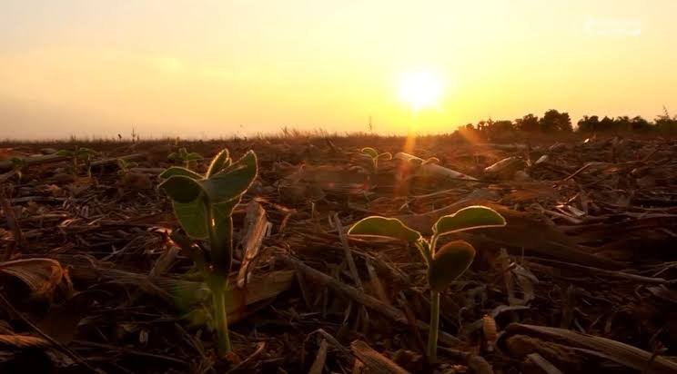 Calor acima da média e chuvas irregulares devem dificultar safra de verão em Mato Grosso