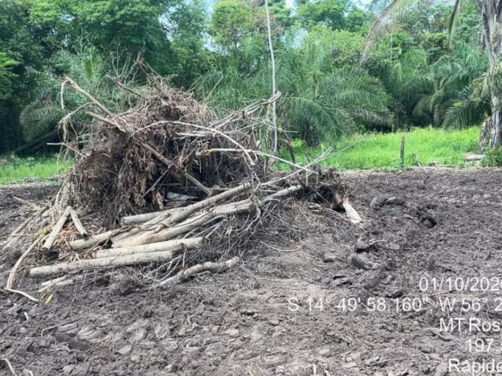 Polícia Ambiental identifica nova área desmatada com uso de maquinário em zona rural de MT