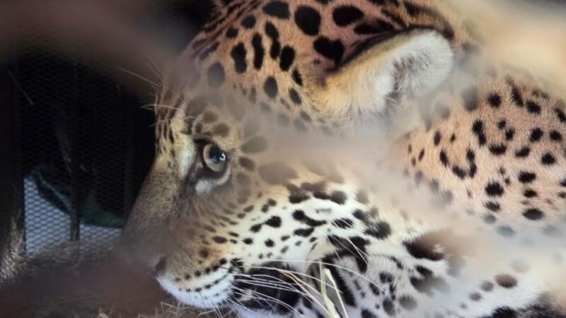 Onça-pintada resgatada em Barra do Garças é transferida para santuário em MG