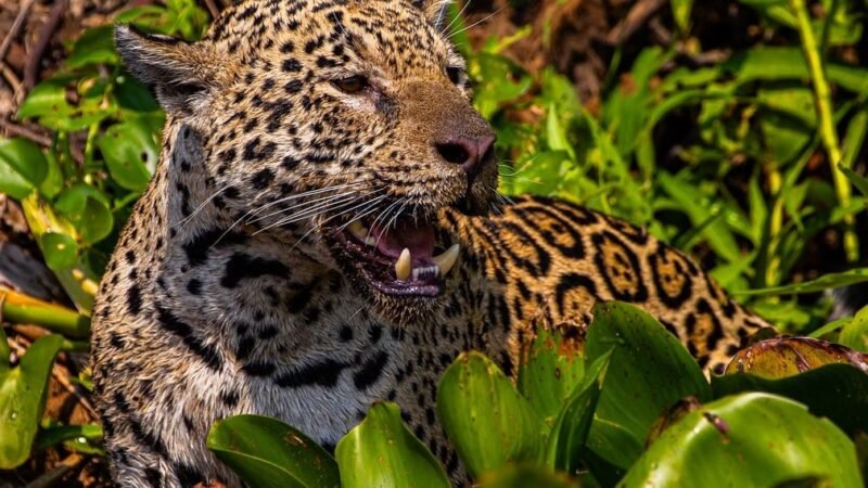 Com voz de Fernanda Torres, filme sobre onças do Pantanal de MT estreia em SP
