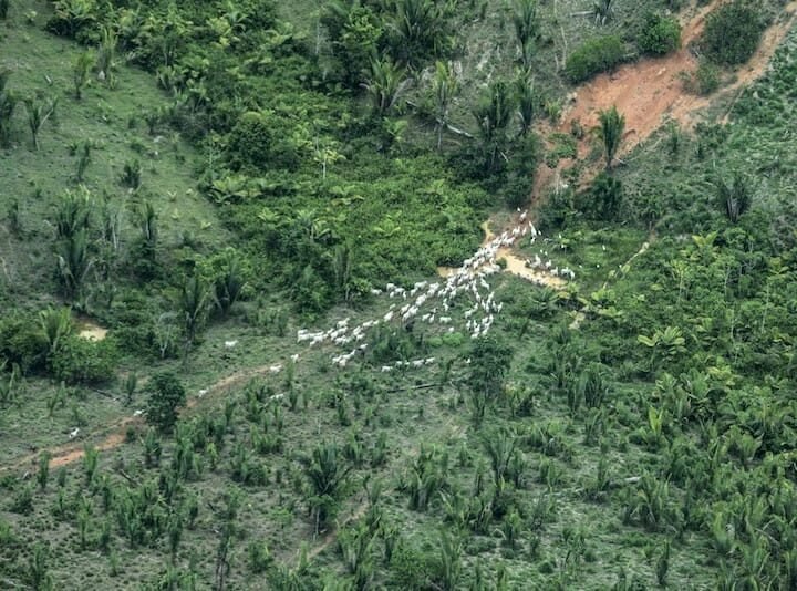 Justiça proíbe exploração de recursos naturais e manda desocupar terra indígena em MT