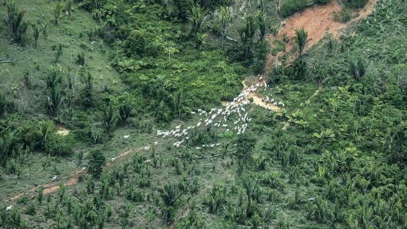 Justiça proíbe exploração de recursos naturais e manda desocupar terra indígena em MT
